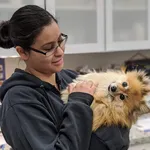 Vancouver East Veterinary Walk-In Clinic: Site Screenshot | Lantern Creative