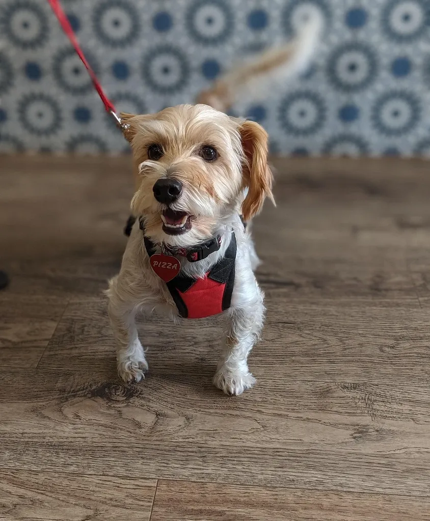 arbutus-west-veterinary-website-design-04
