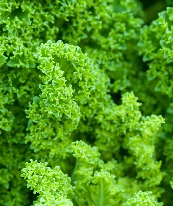 Kale & Quinoa Website - Web Design / Graphic Design 