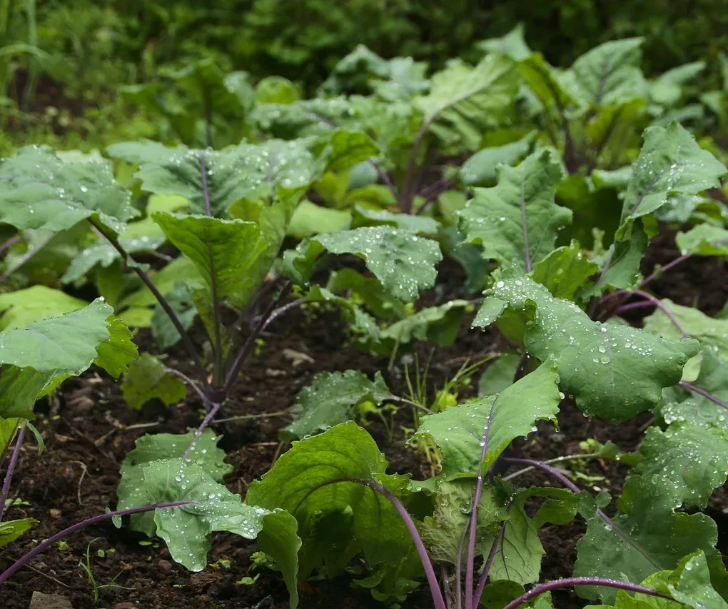 Kale & Quinoa Website - Web Design / Graphic Design 